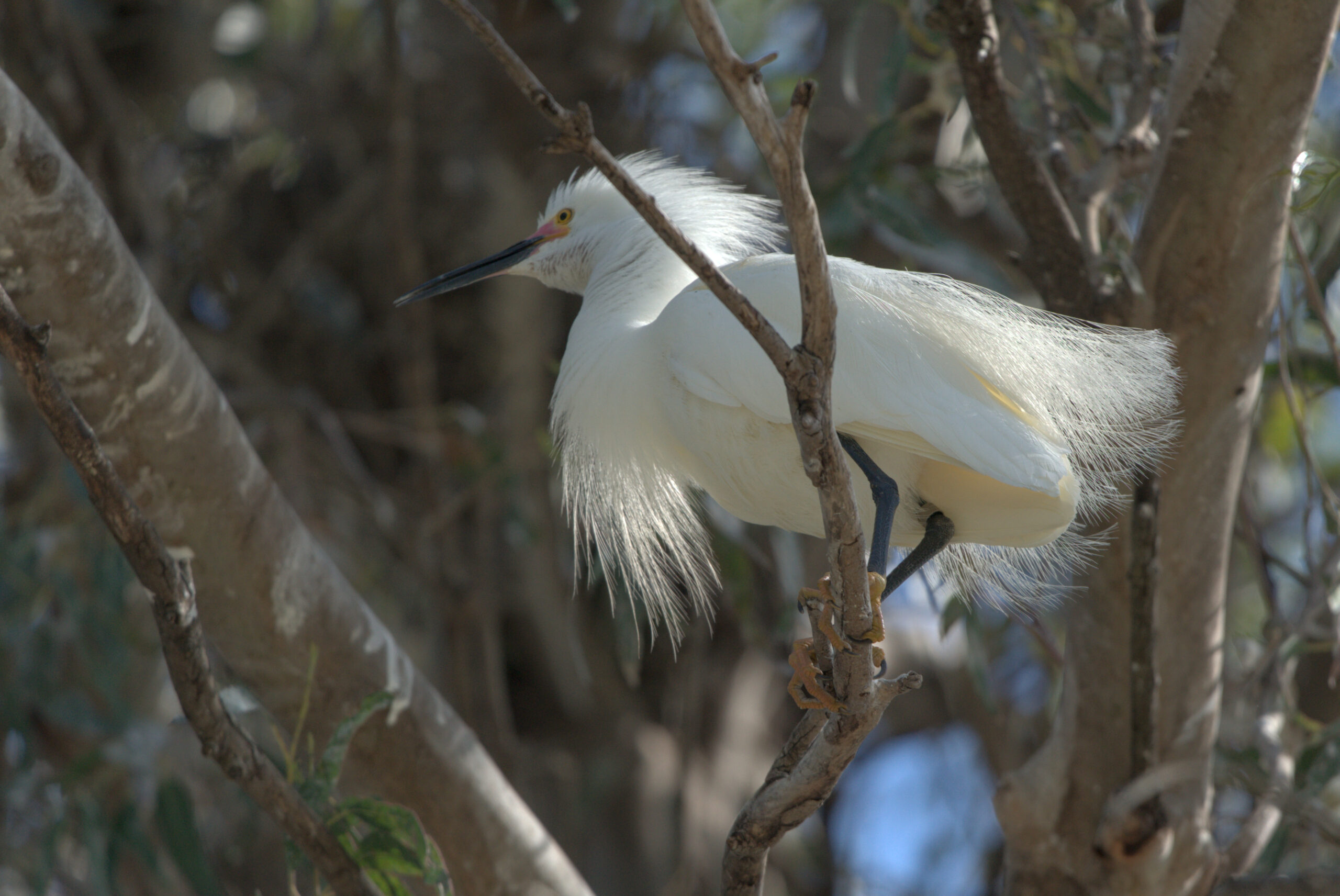 snowy egret sits on a branch