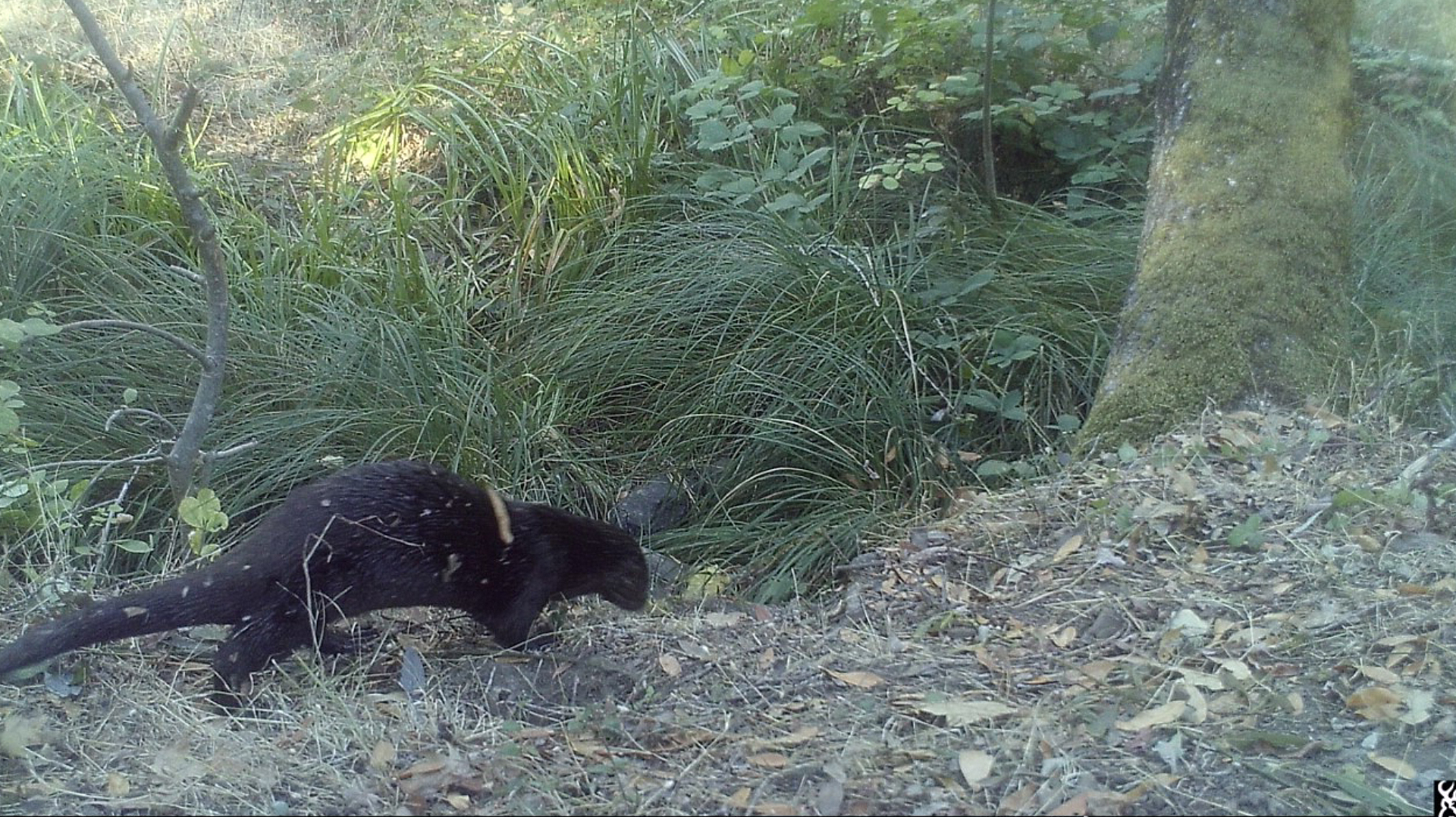 LwL-trail cam- river otter CTA
