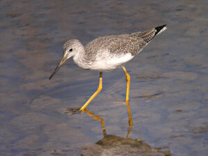 a Greater Yellowleg shorebird walks in shallow water