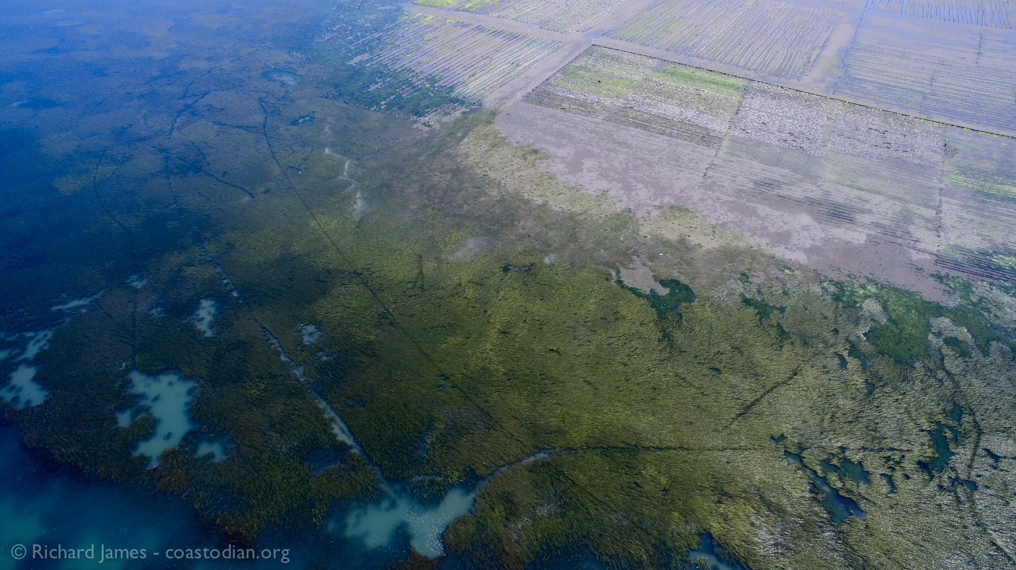 aerial view of tidal wetlands and shellfish aquaculture on Tomales Bay