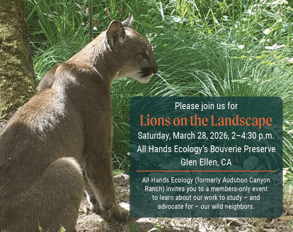 a mountain lion sits at the edge of a vegetated area, text box in the frame