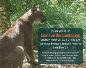 a mountain lion sits at the edge of a vegetated area, text box in the frame
