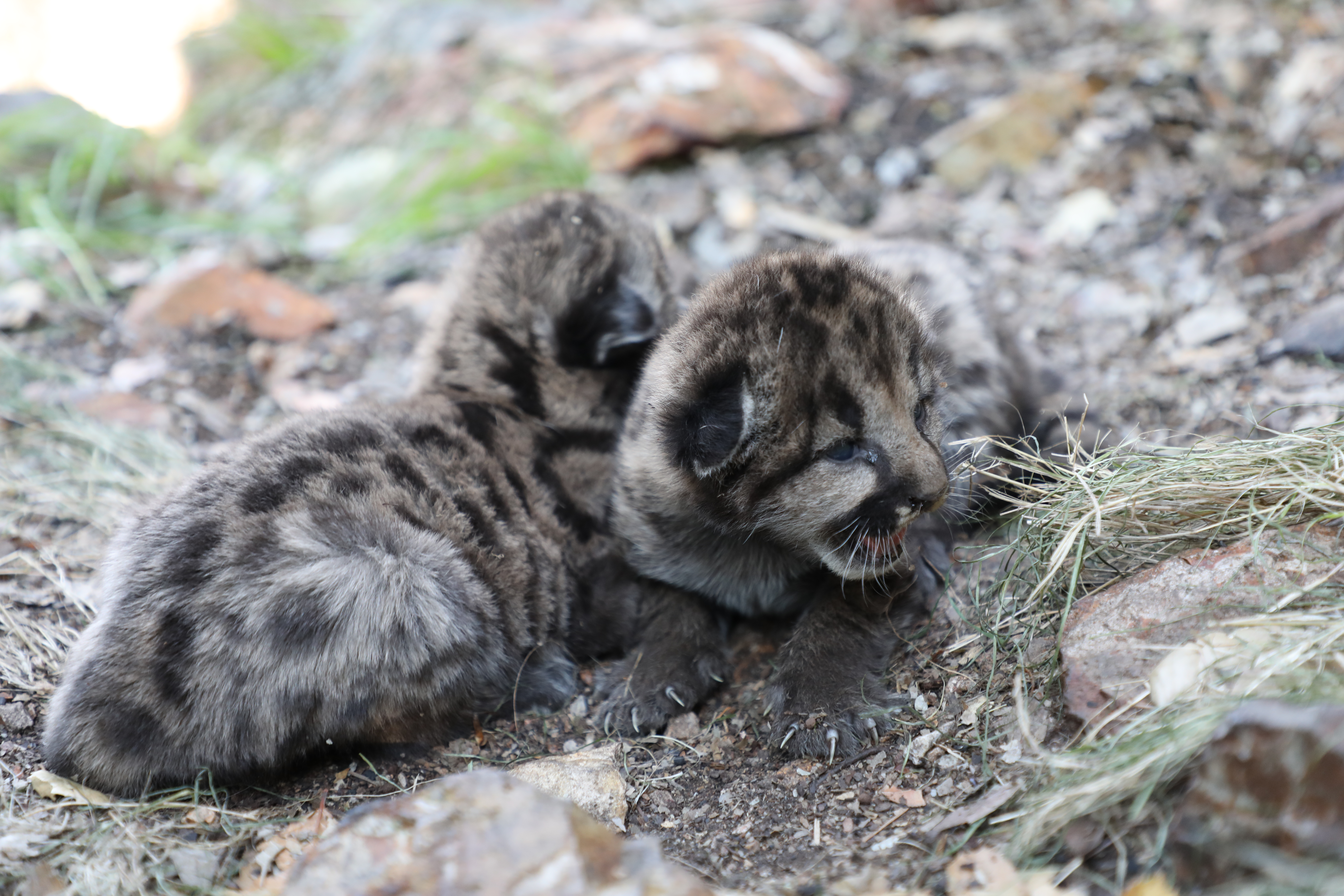 mountain lion kittens by Kate Remsen