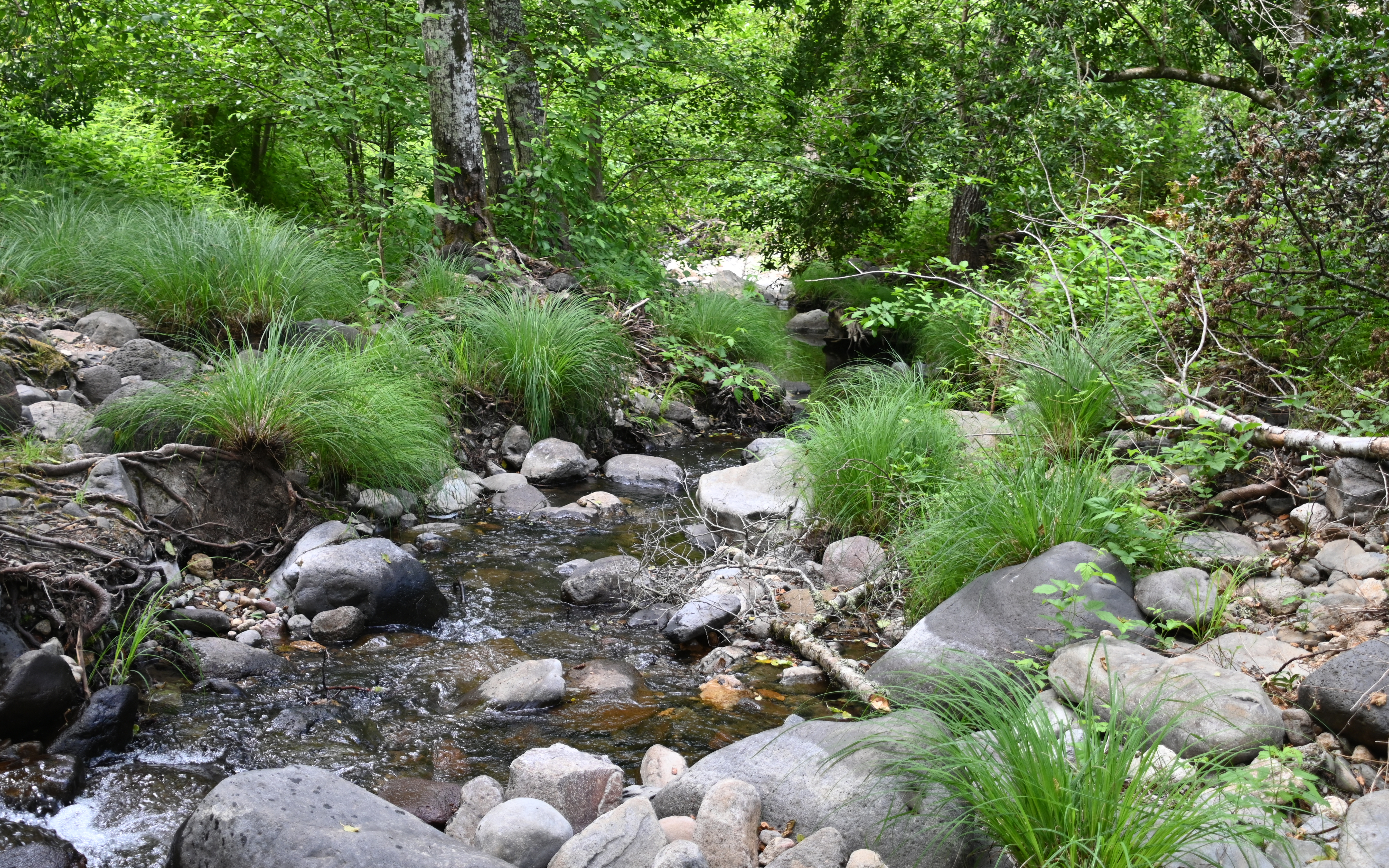 Stuart Creek by David Spangler