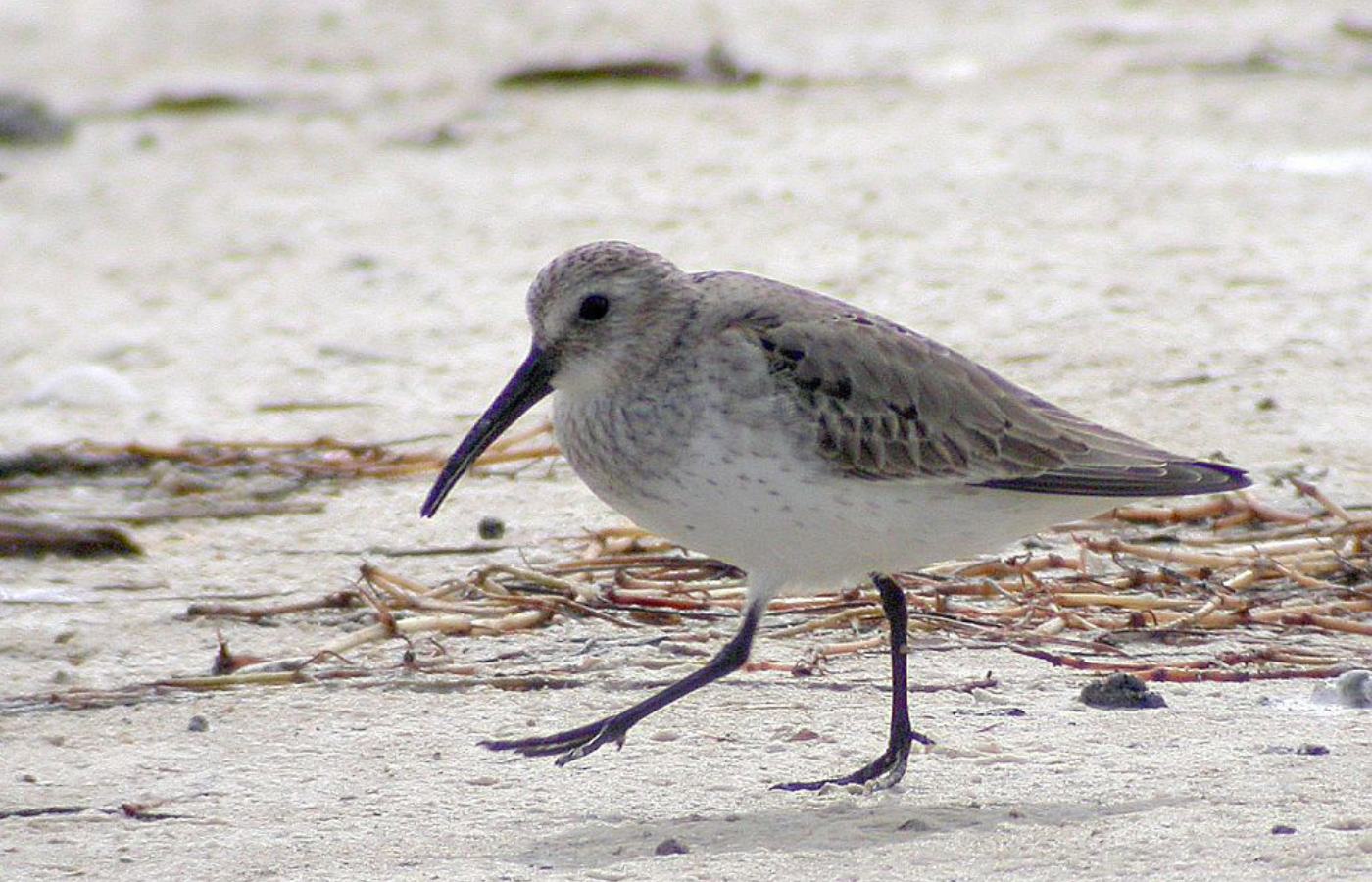 Dunlin