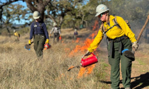 firelighter holds a torch to ignite a prescribed burn
