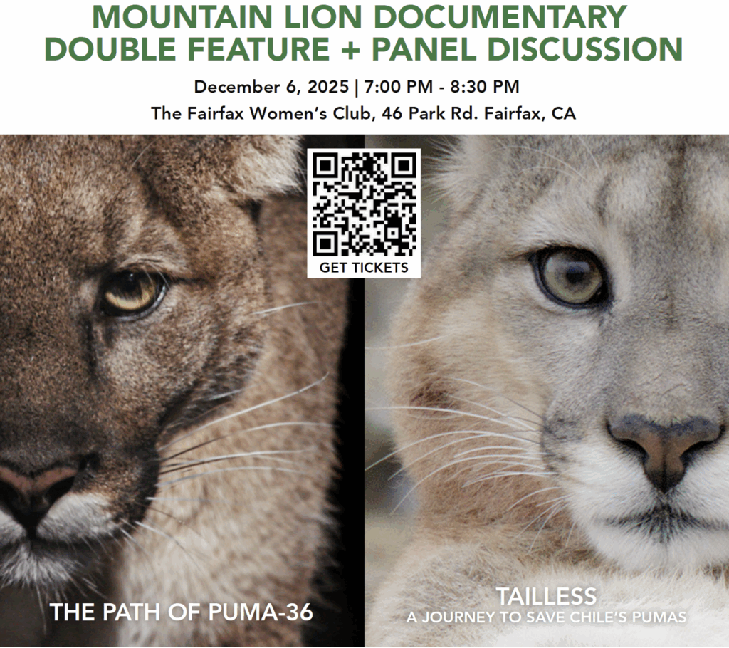 mountain lion documentary double feature poster art