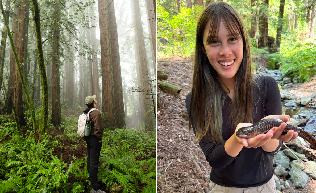left photo: girl looks up into Redwood tree canopy. Right photo: girl hold CA giant Salamander
