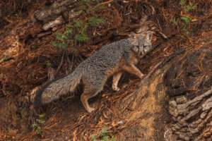 grey fox in a redwood forest