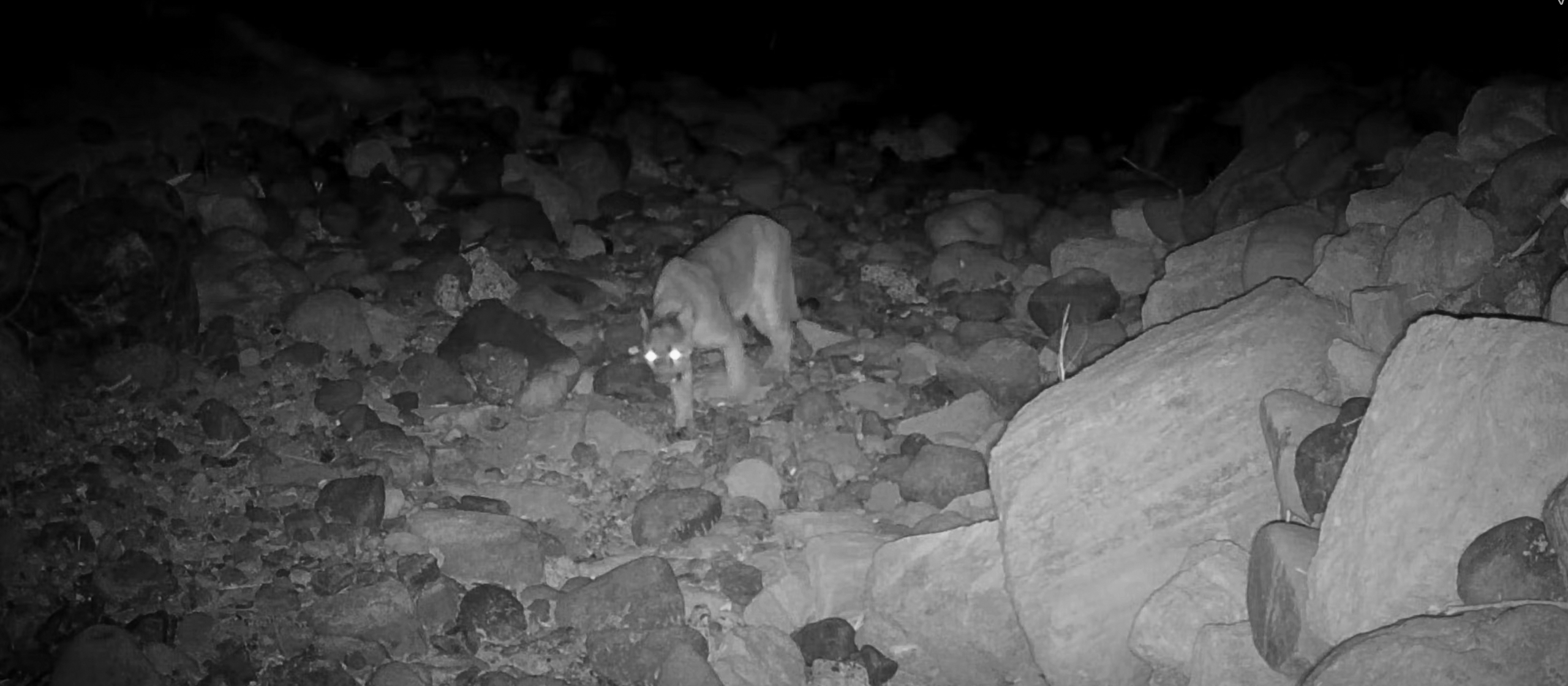 New studies explore North Bay mountain lions crossing roads