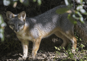 a gray fox