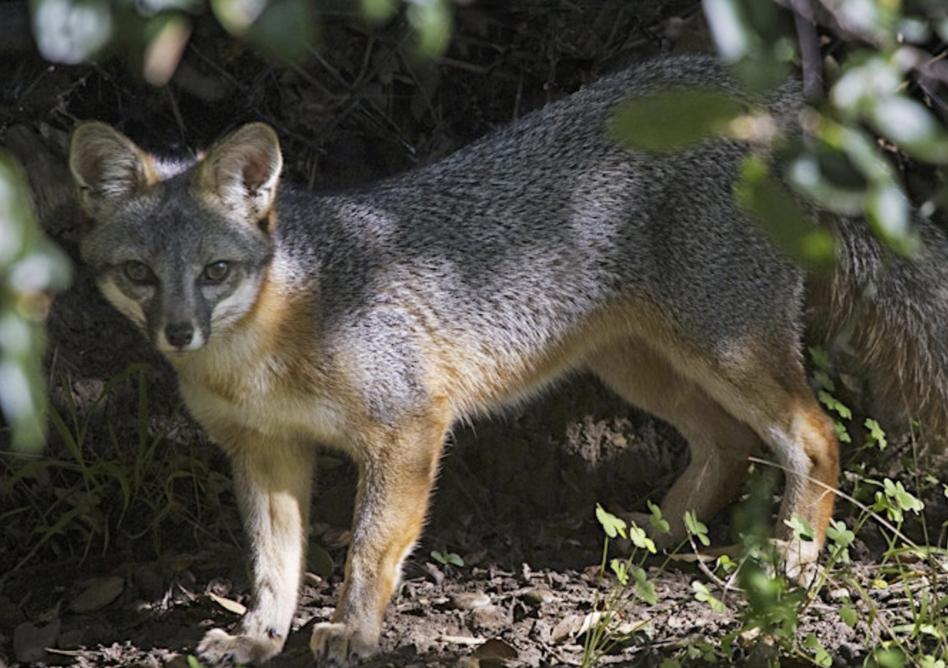 a gray fox