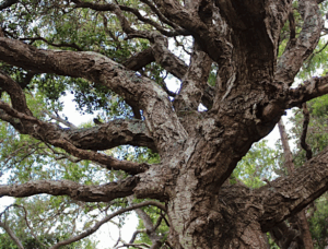 close up of oak trunk and branches by Cora Morthole
