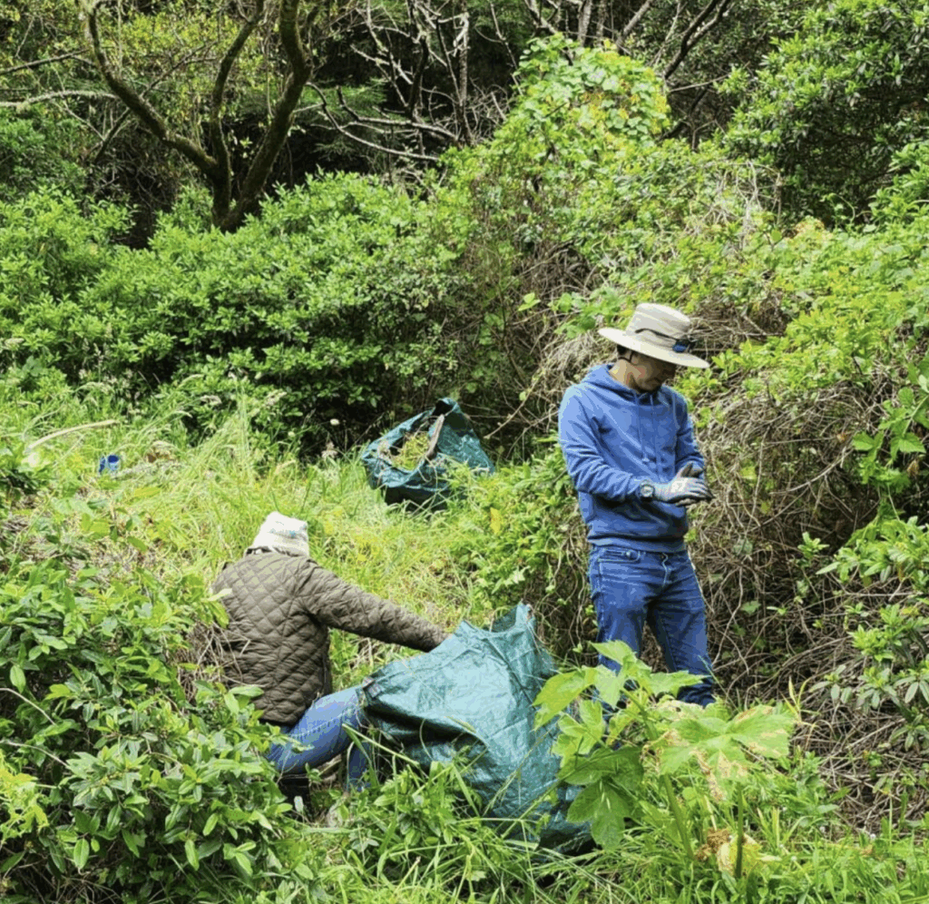 two people pulling invasive species on a hillside