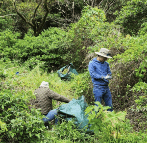 two people pulling invasive species on a hillside