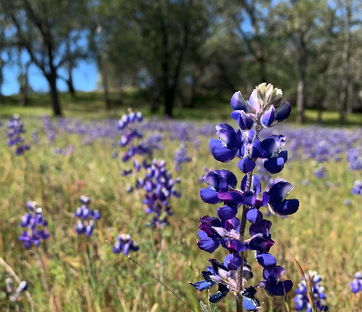 wildflower sky lupine in a grassy field