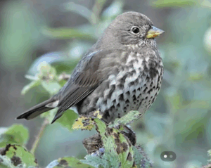 a small bird on a branch with vegetation in the background