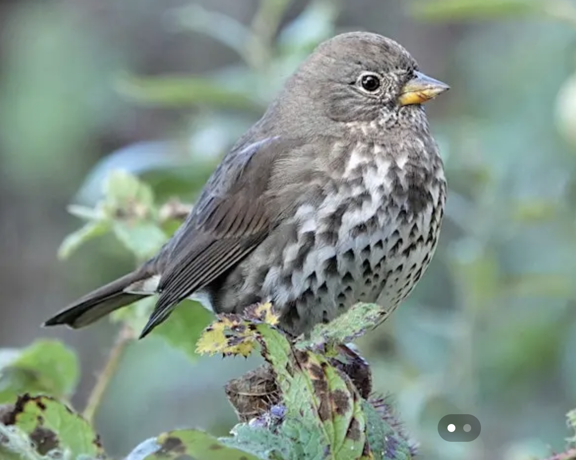 a small bird on a branch with vegetation in the background