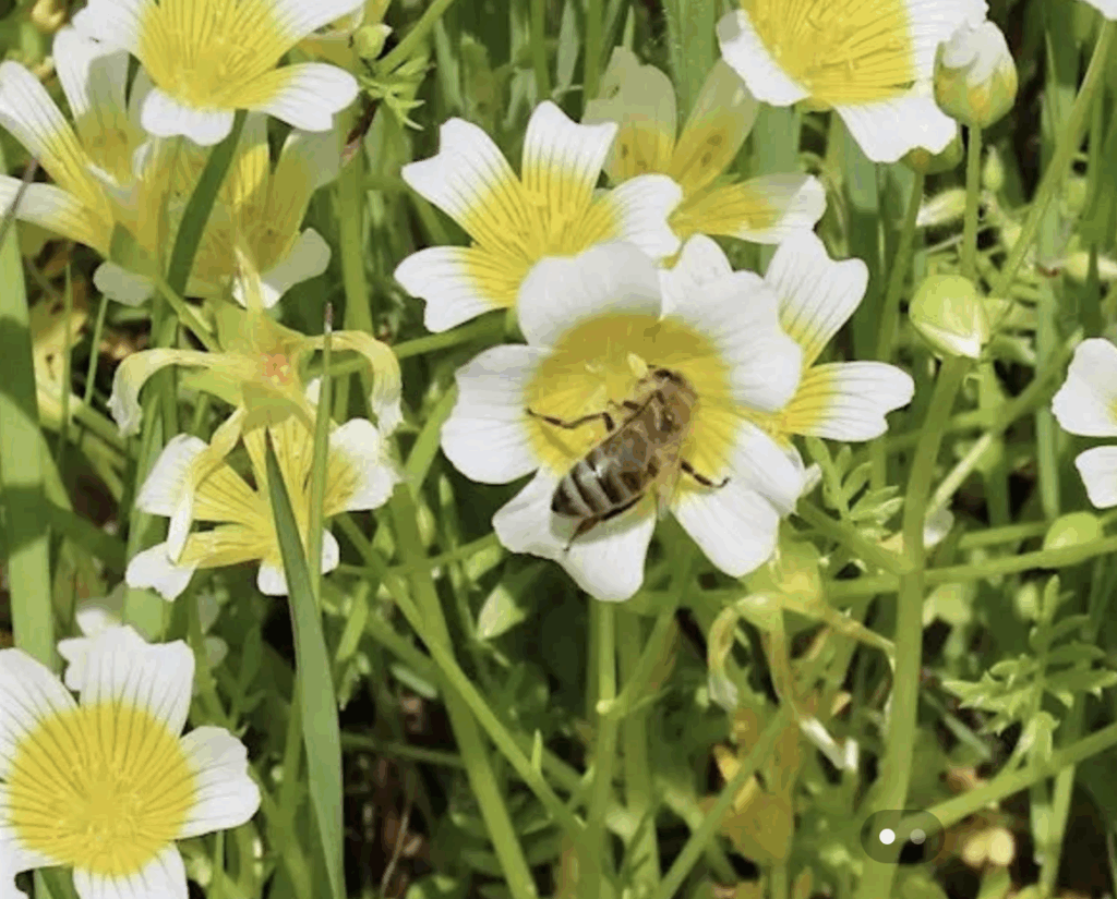 close up of wildflower Butter and Eggs with a bee collecting pollen