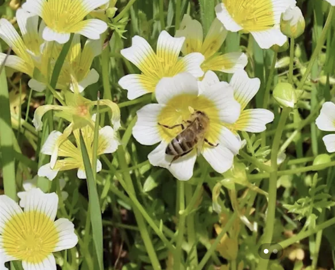 close up of wildflower Butter and Eggs with a bee collecting pollen
