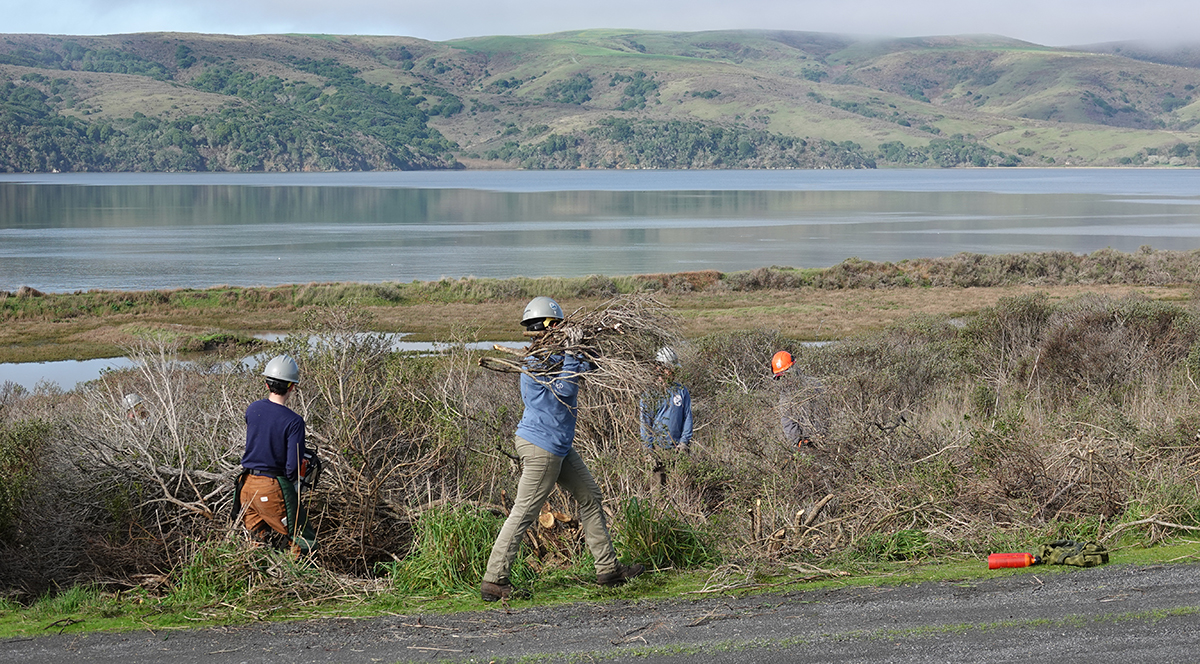 people carrying bundles of cut brush at Cypress Grove Preserve