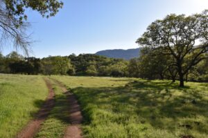 later afternoon sunlight casts shadows on Bouverie Preserve