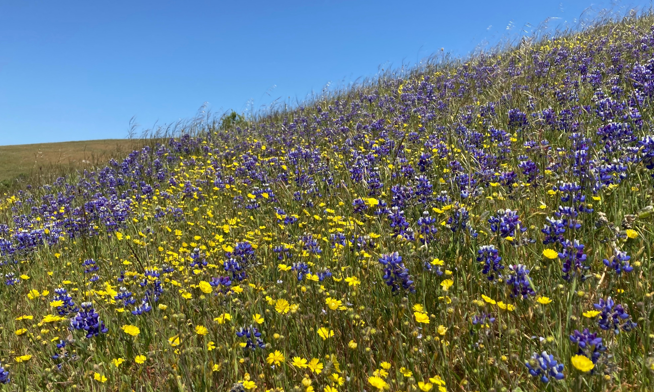 Lupinus nanus (sky lupine), Hemizonia congesta ssp. lutescens (hayfield tarweed) in Olema by Shelly Benson