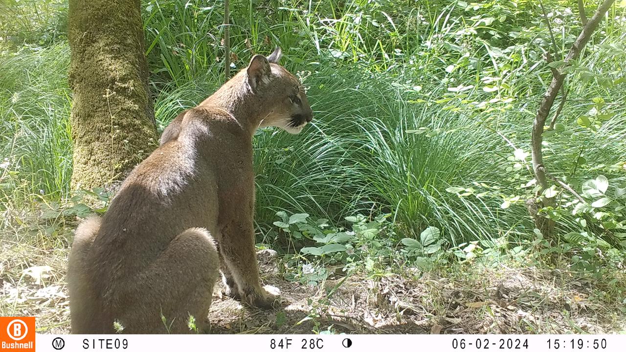 a mountain lion sits near the edge of creek vegetation