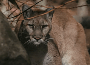 a close up of a mountain lion