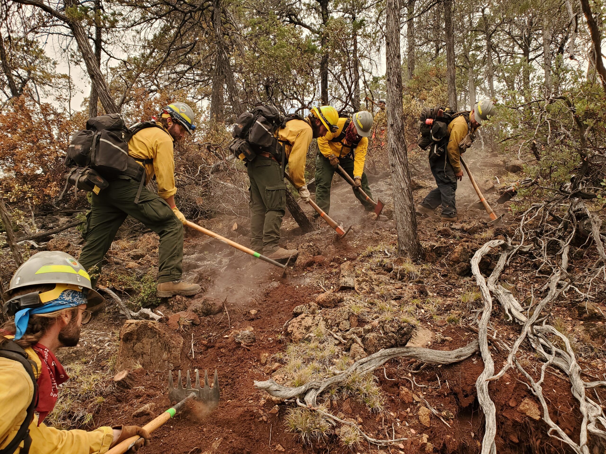 A wildfire crew uses tools to clear ground in a forest.