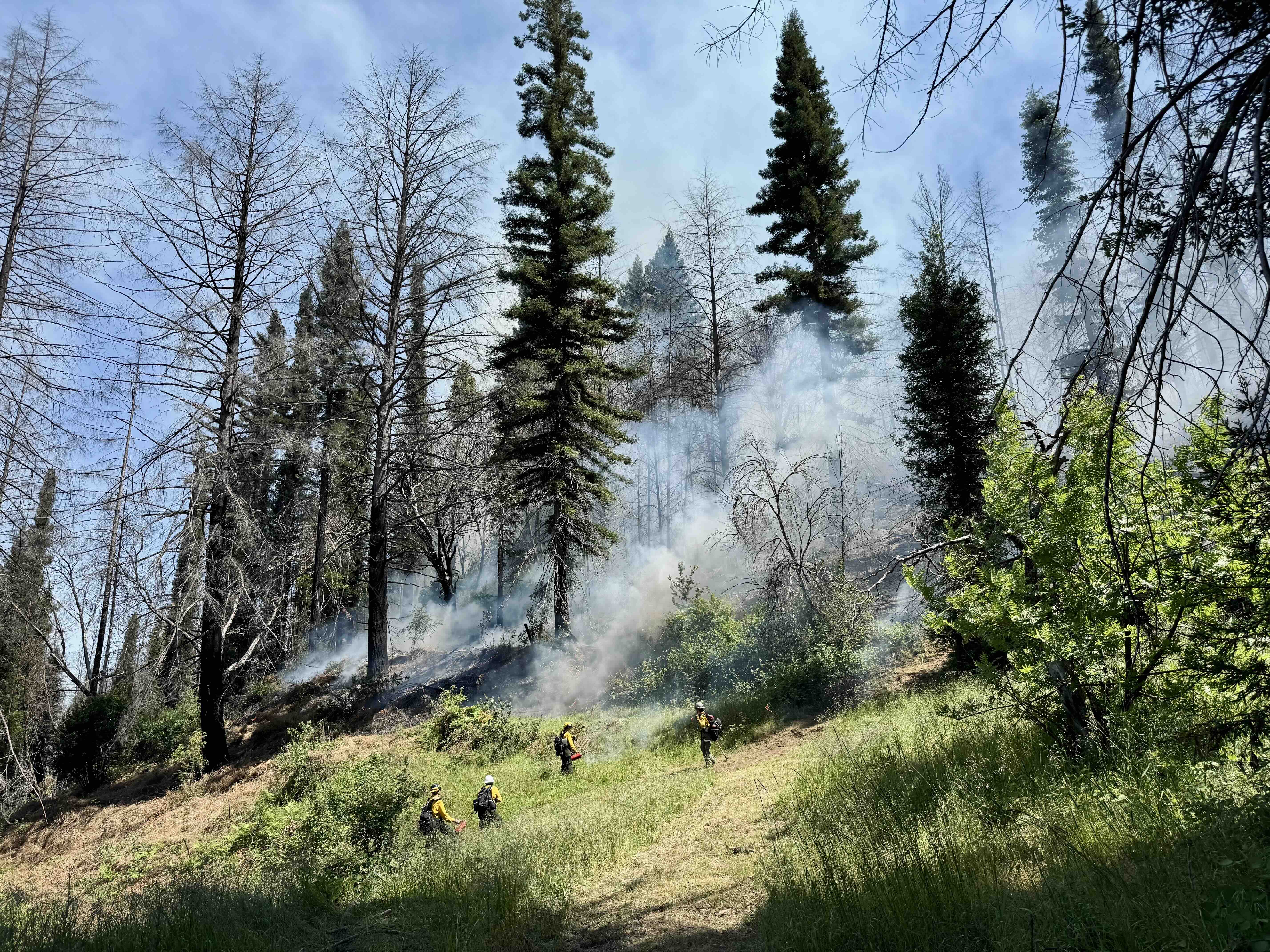 A group of workers on a controlled burn on a forested hillside with smoke rising.