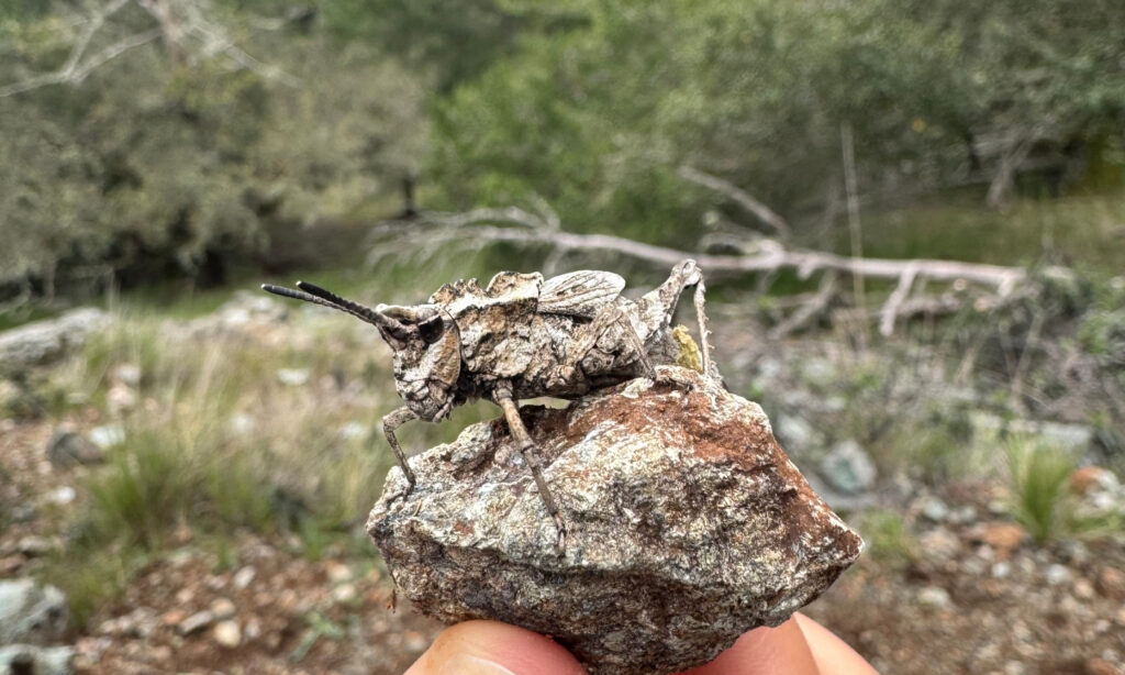 A hand holds a stone with a grasshopper camouflaged.