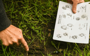 a person points to an animal track and compares to a printed sample of tracks