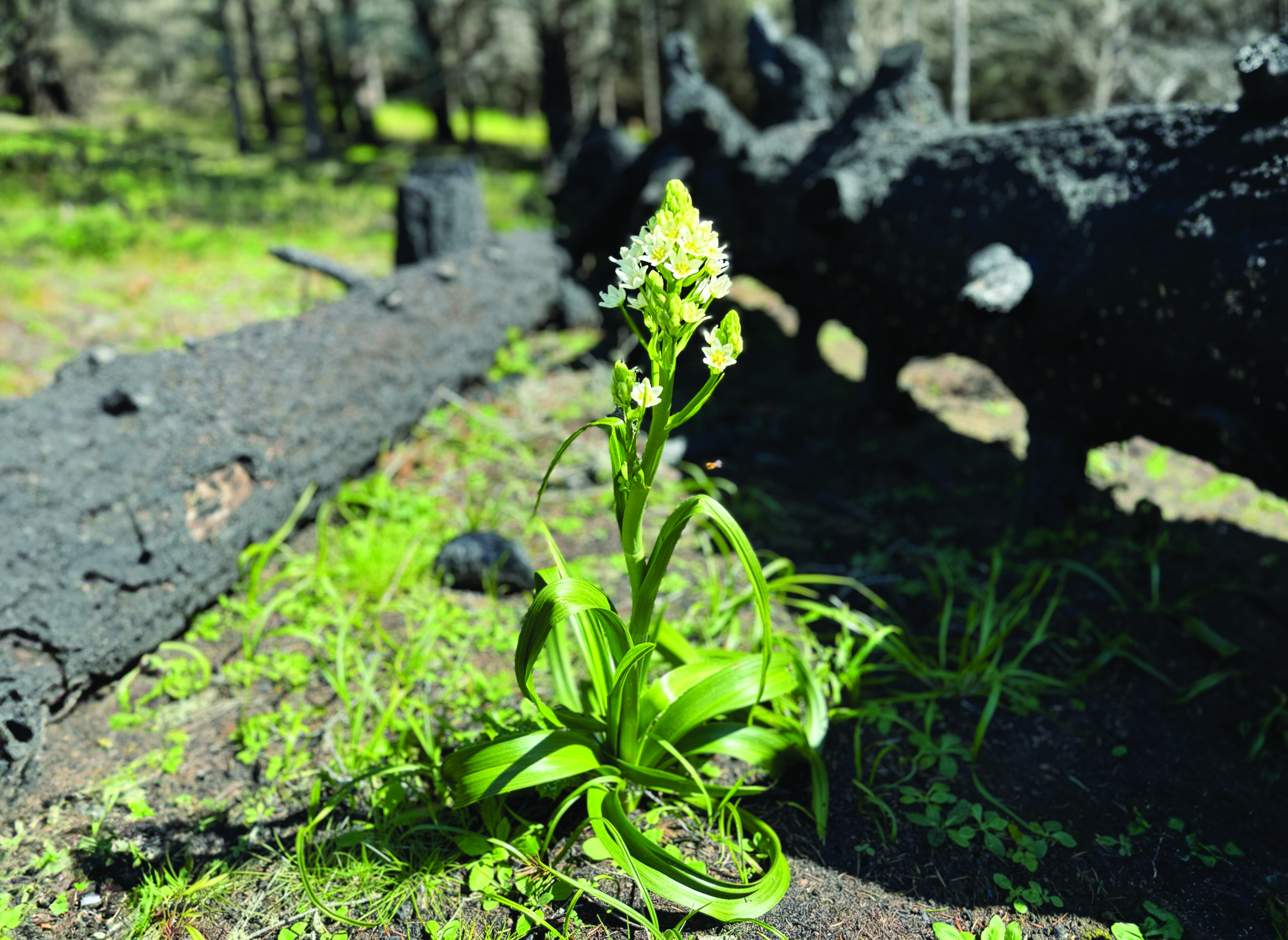 a native flower grows within a prescribed burn unit