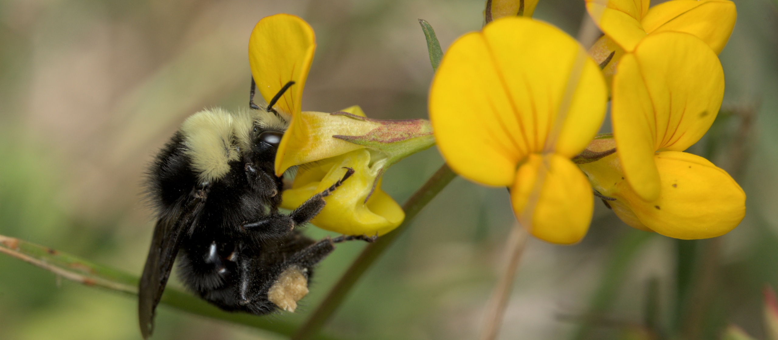 A bumble beeon a yellow flower