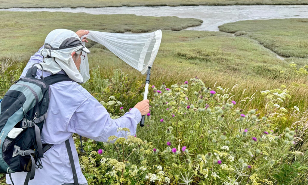 A person in outdoor gear and a backpack with a white insect net trying to capture an insect in a meadow of flowers.