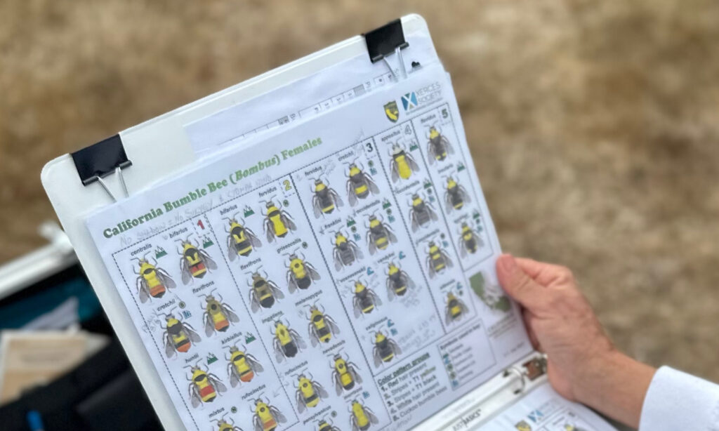 A white chart with graphics of bees for scientific data collection.