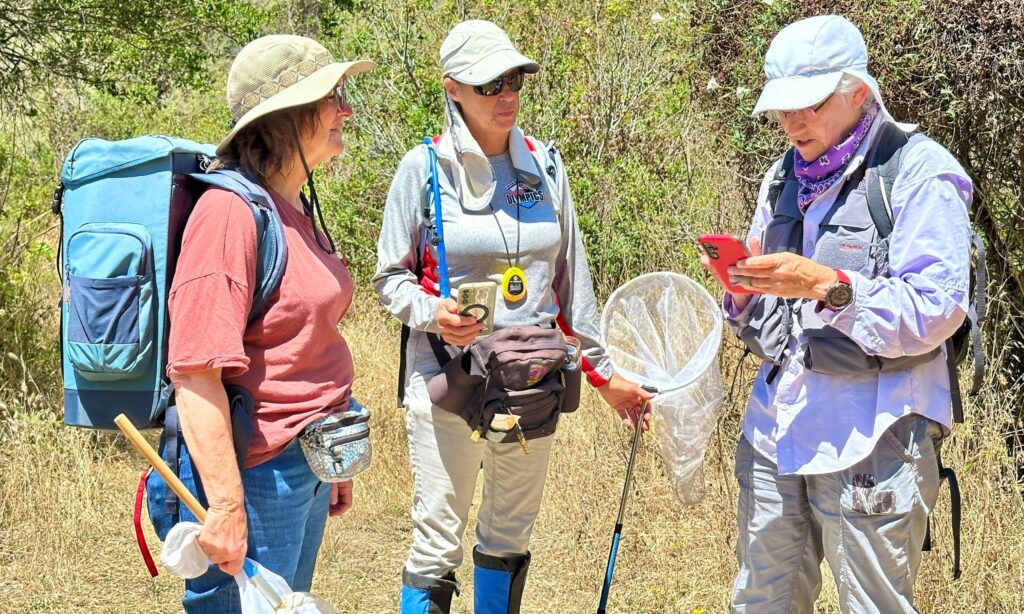 Three people in outdoor gear and with insect nets stand talking and looking at a phone in a sunny dry landscape. 