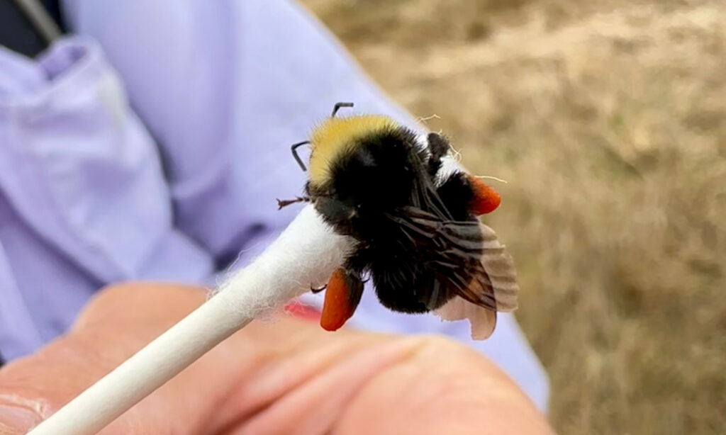 A black and yellow bumble bee on top of a Q-tip. 