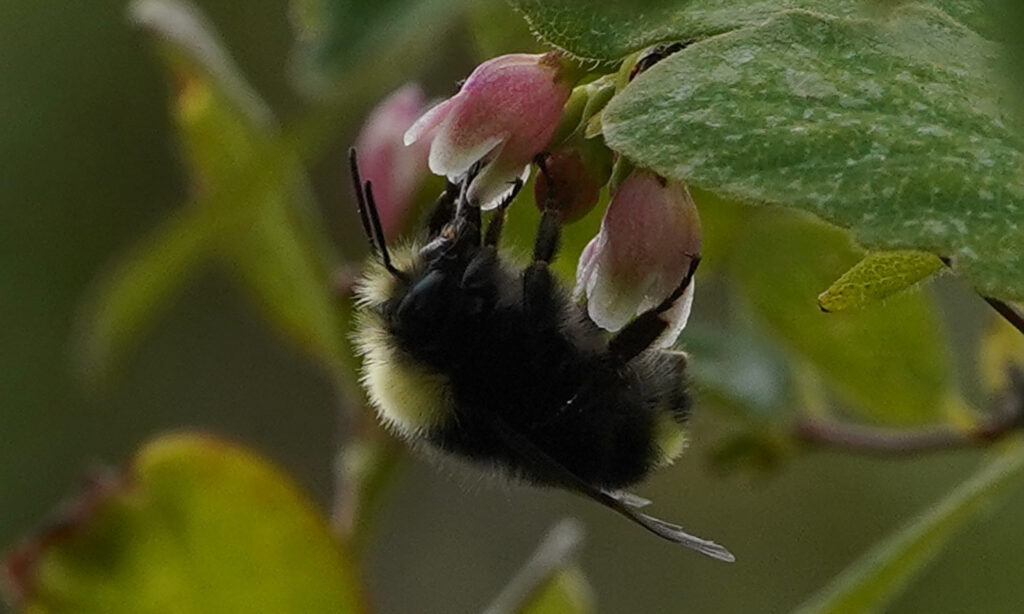 The profile of a bumble bee upside down on a flower.