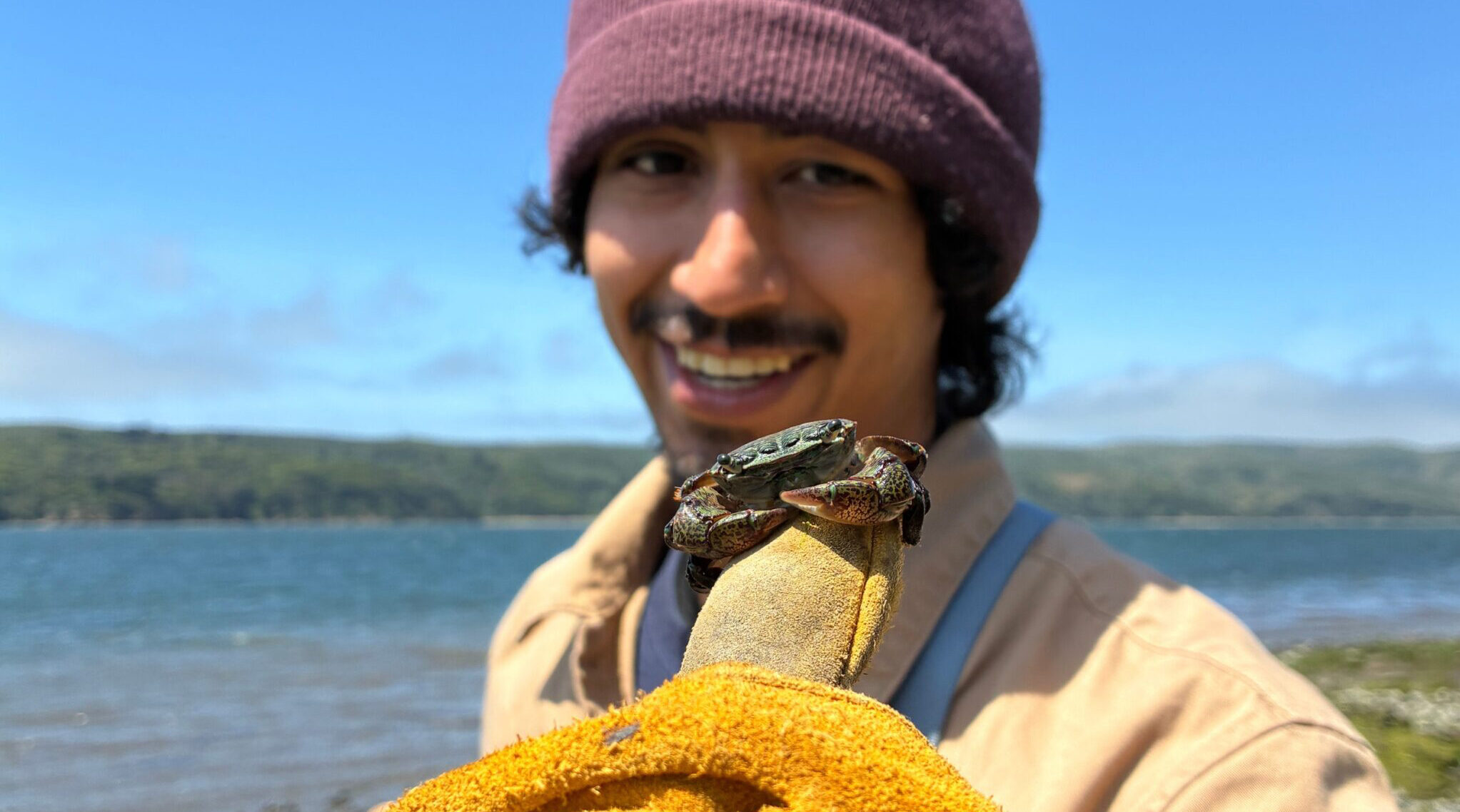 a land steward holds a crab on his glove at the edge of Tomales Bay