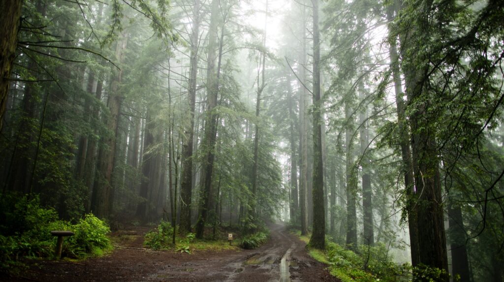 A redwood forest in the fog.