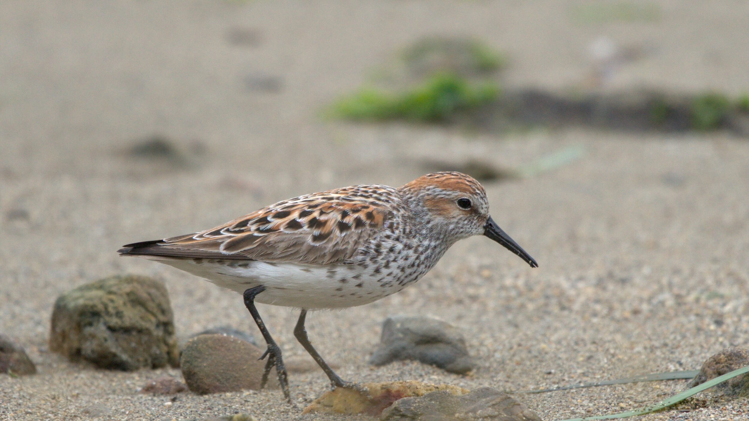 A western sandpiper on a sandy shoreline walking.