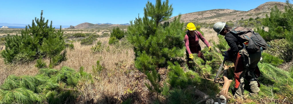two women cut down invasive Douglas fir on a coastal preserve in West Marin