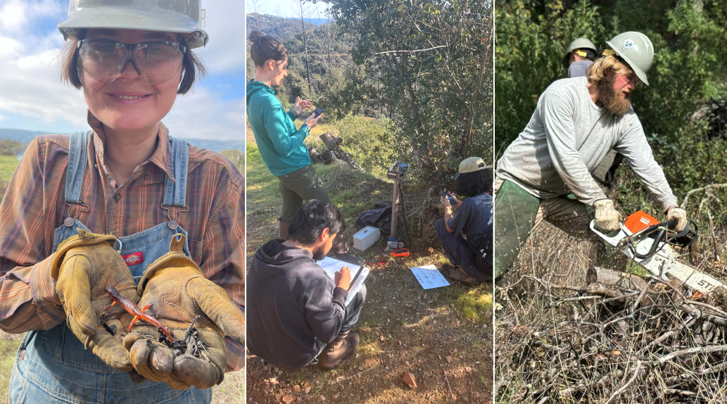 different tasks of the apprenticeship are shown: a gloved person holding a salamander, three people looking at trail camera data, a person sawing a log