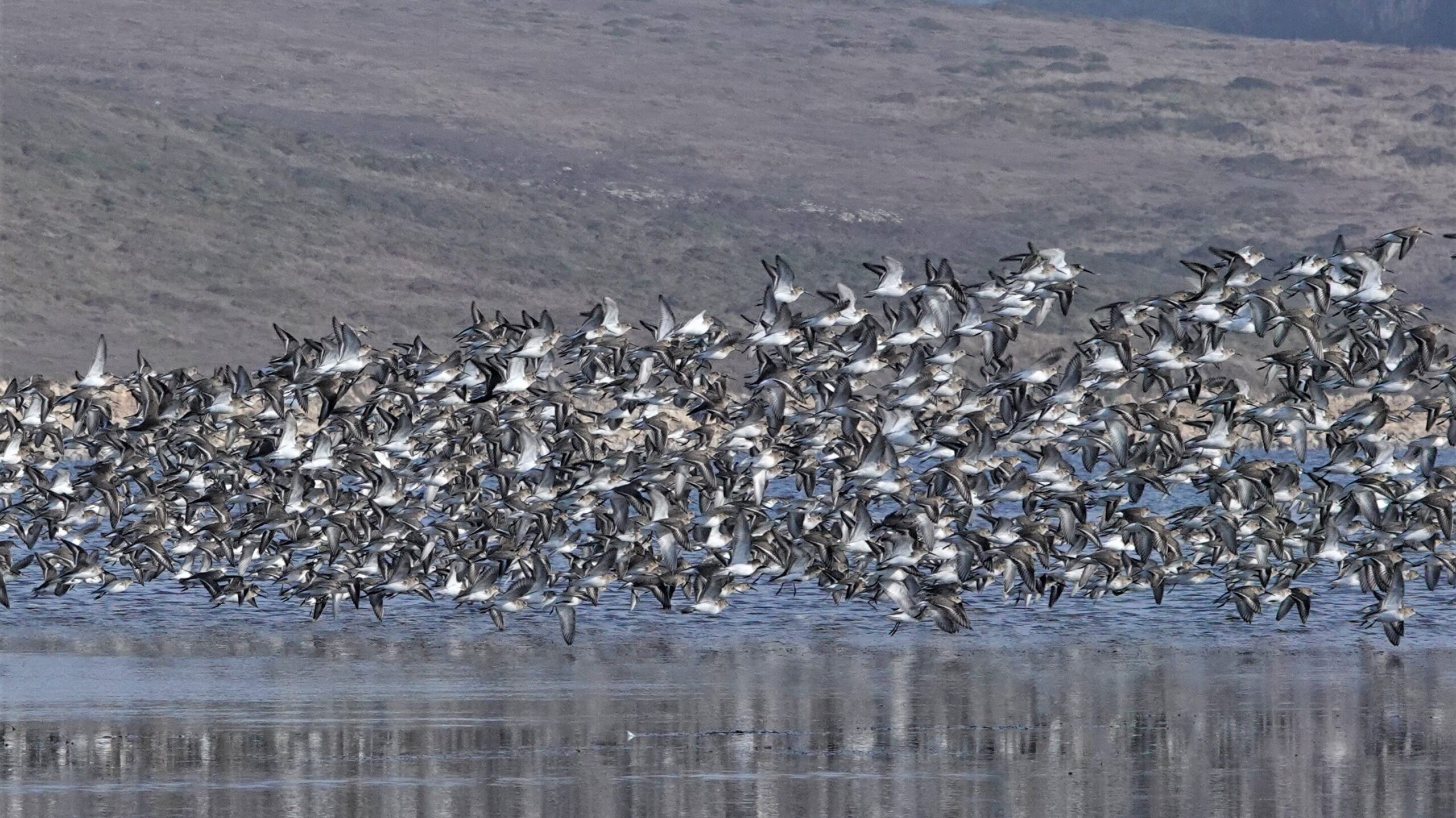 A flock of birds takes flight off a glassy expanse of water. 