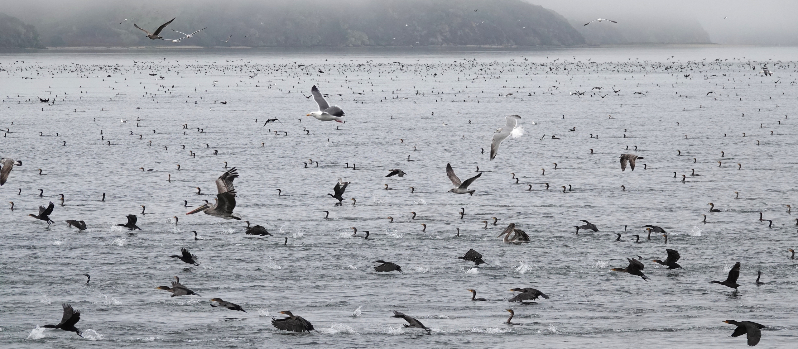 Waterbirds on a bay are floating and taking to the air.