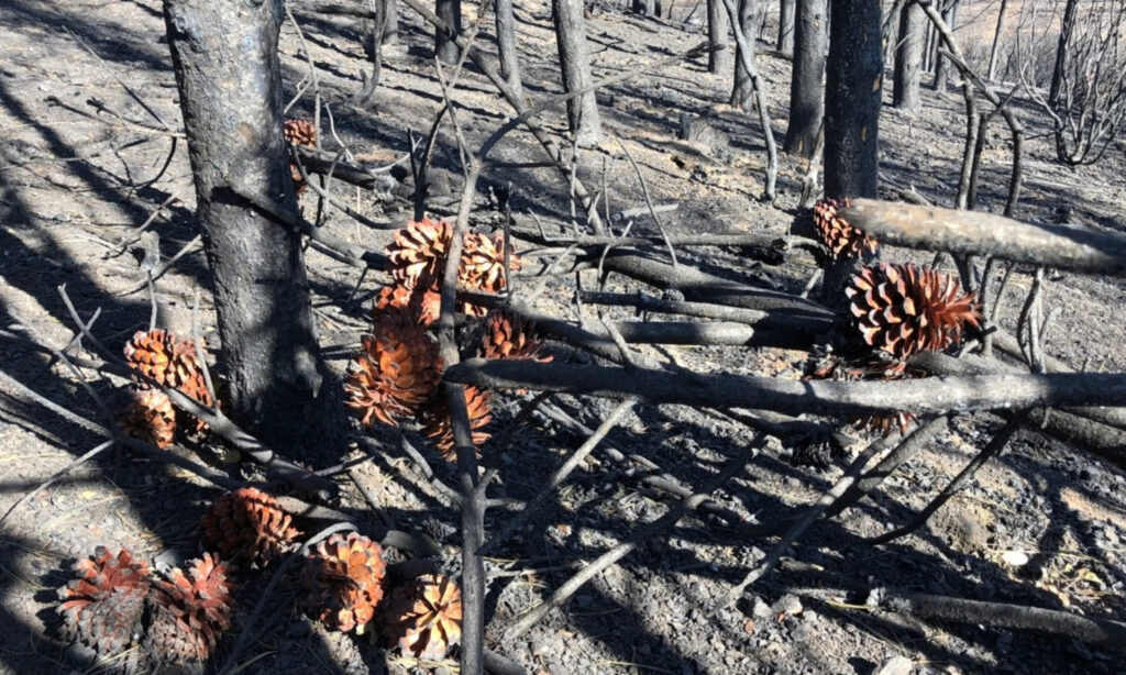 Pine cones opened in a wildfire landscape of ash. 