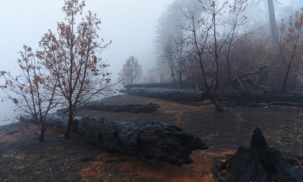 Charred logs and trees in a wildfire landscape in the fog.