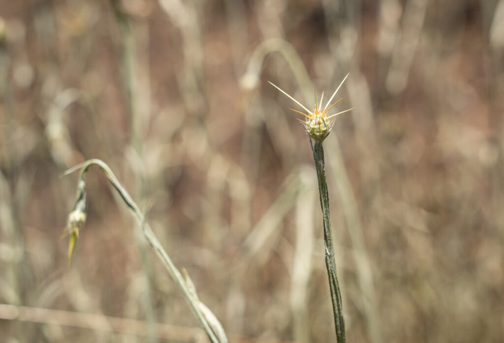A weed with a spiky head in the foreground of a field of dried grass.